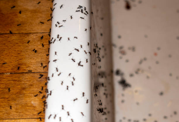 Wasp Removal Services in North Little Rock, AR