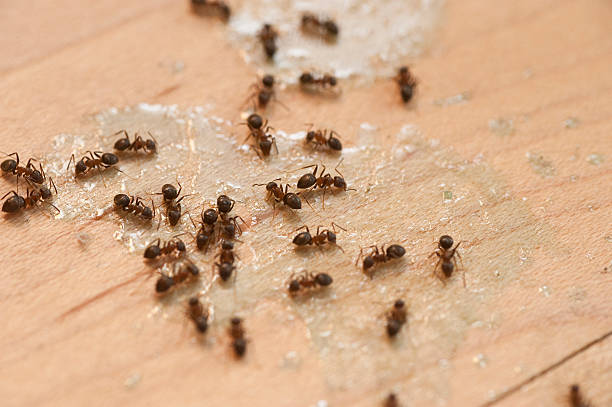 Best Flea Control Services  in North Little Rock, AR