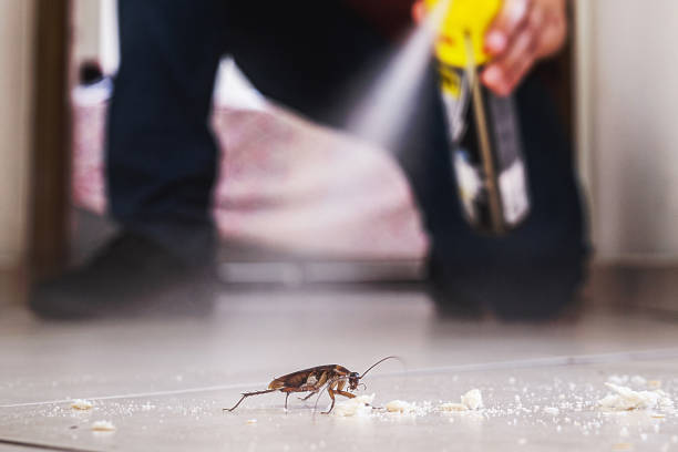 Best Spider Control Near Me  in North Little Rock, AR